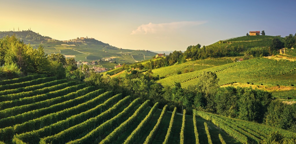 Piedmont vineyards